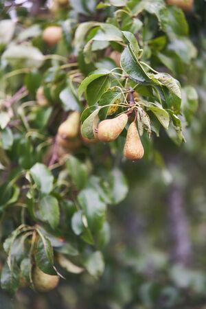 Tree in the garden with green fresh pears.の写真素材