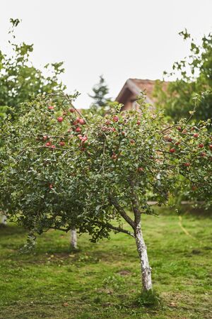 Apple tree in the garden with red fresh apples.の写真素材