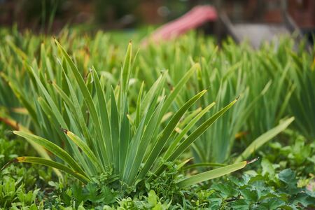 Acorus gramineus. Grass in the garden. Green bushの写真素材