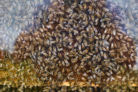 Many bees in a hive behind glass.