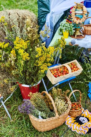 Mini tomatoes in a basket. Composition with a mimosa. Harvest Exhibition. Farmers market.の写真素材