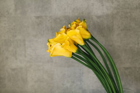 A bouquet of yellow callas close up.