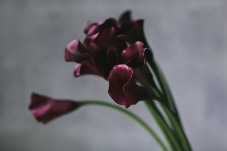 A bouquet of burgundy callas close up.の写真素材
