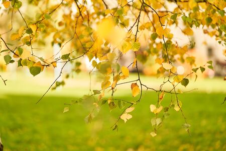 Yellow leaves on a tree. Autumn mood.