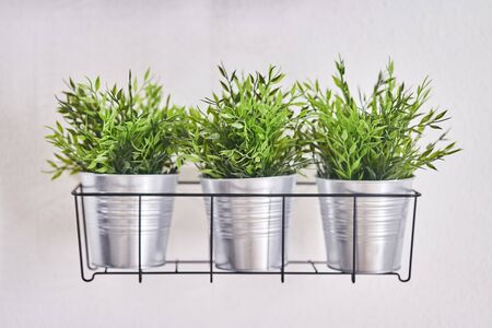 Ornamental plants in pots on a shelf. The decor of the interior.の写真素材