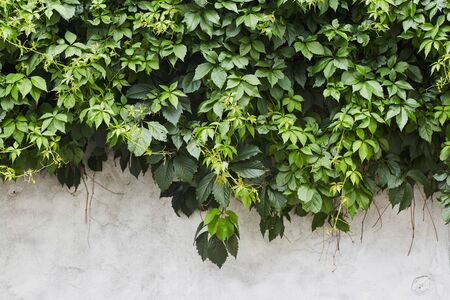 The Green Creeper Plant on the wall. Background.の写真素材