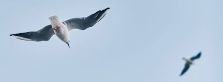 Many gulls fly in the sky. Seagulls on a background of blue sky. Banner. Copy space.の写真素材