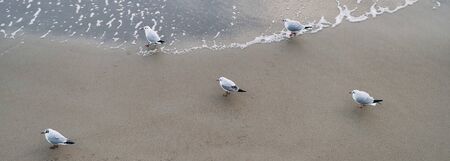 Five Seagulls on the Baltic Sea. Banner.の写真素材