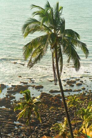 Palm tree against the sky. Arambol mountain view.の写真素材