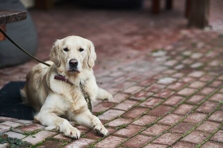 Golden Labrador Retriever with a collar sitting on the street.
