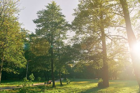 Bright sunny day in park. The sun rays illuminate green grass and trees.