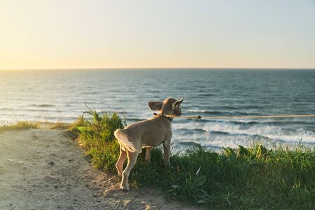 The dog admires the sunset from the cliff. Baltic Sea.の写真素材