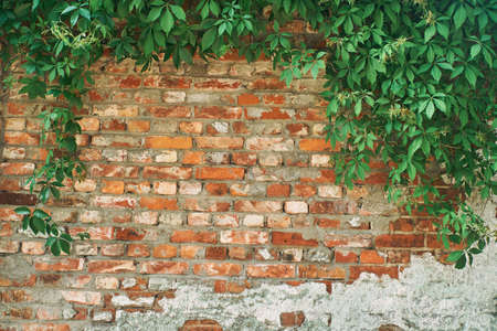 The Green Creeper Plant on a brick wall. Background.