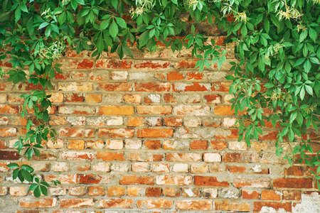 The Green Creeper Plant on a brick wall. Background.の写真素材