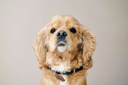 Fawn adult American Cocker Spaniel. Close up