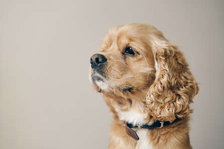 Fawn adult American Cocker Spaniel. Close upの写真素材