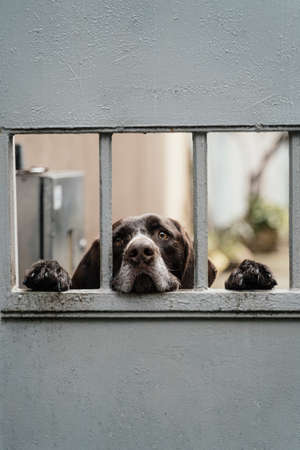 Sad dog peeps out from behind the iron gateの写真素材