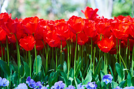 Red beautiful tulips field in spring time with sun raysの写真素材