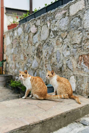 Two identical ginger cats are sitting on the floorの写真素材