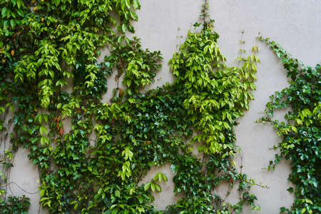 The Green Creeper Plant on a wall. Background