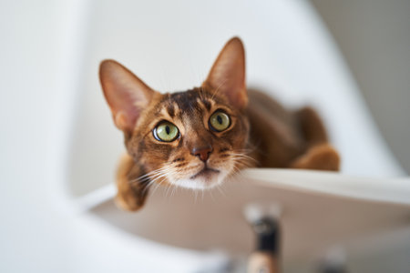 Beautiful Bengal cat sitting on a chair. High quality photoの写真素材