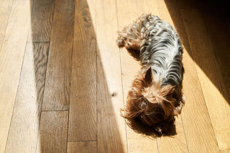 Cute adult Yorkshire terrier lies on the floorの写真素材