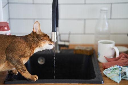 Beautiful cat Bengal breed drinking water from the tapの写真素材