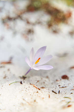 Violet snowdrops in the spring forest close-up. The first spring purple snowdrops bloom in the...