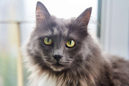 Portrait of a handsome green-eyed gray catの写真素材