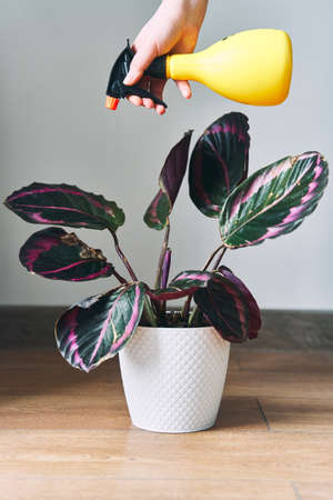 The woman sprays a plant from a spray bottle. Home plant Calathea is wateredの写真素材