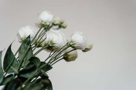 White roses on a white background. Flower buds close upの写真素材