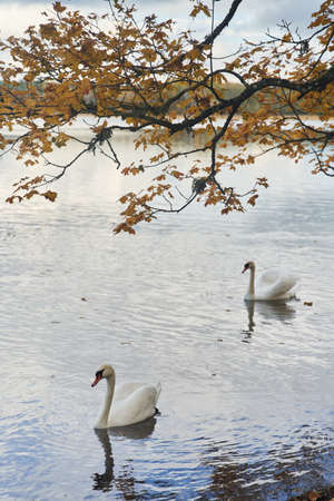 White swans swim in the lake. Kaliningrad region.の写真素材