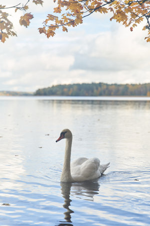 White swans swim in the lake. Kaliningrad region.の写真素材