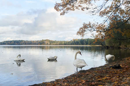 White swans swim in the lake. Kaliningrad region.の写真素材