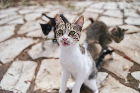 Street cats begging ride on the streets of Corfu in Greece