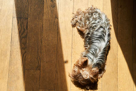 Cute adult Yorkshire terrier lies on the floorの写真素材