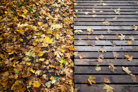 Colorful background of autumn maple tree leaves background close up.