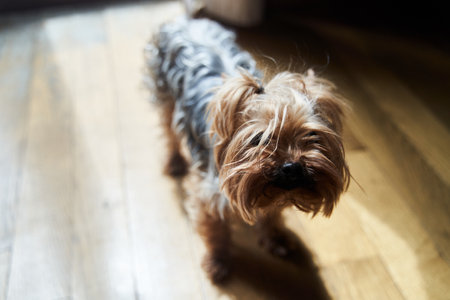 Cute adult Yorkshire terrier looking into the cameraの写真素材