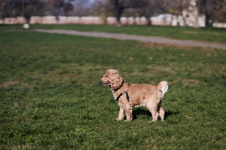 American Cocker Spaniel walking in the parkの写真素材