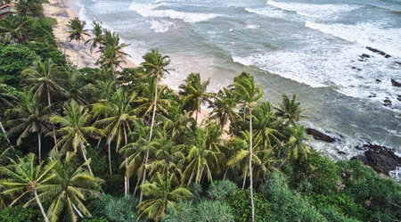 Aerial view of the beach with palm trees. Sri-lanka, Mataraの写真素材