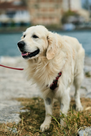 Portrait of a handsome golden labrador retriever.の写真素材