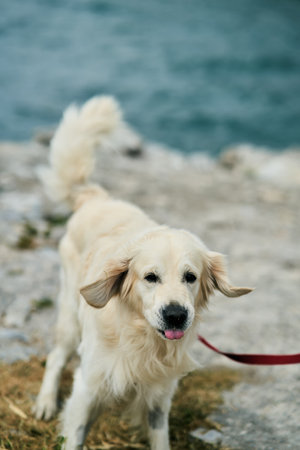 Portrait of a handsome golden labrador retriever.の写真素材
