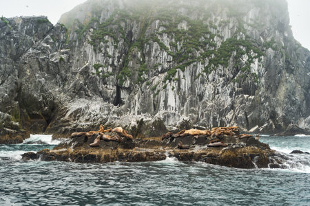 Seals Can Be Seen Resting on Rocky Shores Beneath the Enveloping Misty Mountainsの写真素材