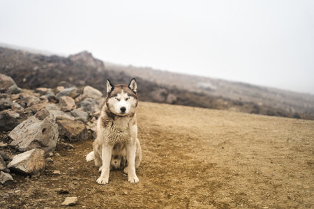 A Lonely Dog Wandering in a Foggy and Beautiful Landscape with Majestic Mountains and Natureの写真素材