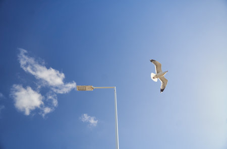 A seabird gracefully soars in the blue sky near a street lightの写真素材