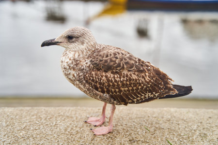 European herring gull perched on a seaside wall with a boat in the background