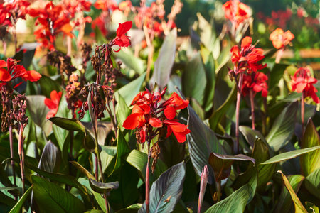 The Vibrant Red Canna Lilies are in full bloom, creating an enchanting floral paradiseの写真素材