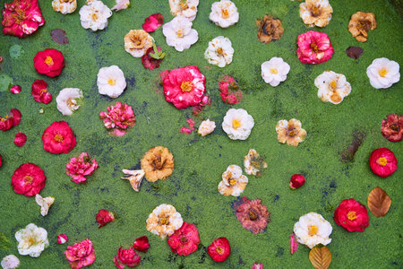 a bunch of flowers are floating on a green surfaceの写真素材