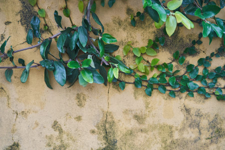 Lush flourishing green vines beautifully entwined against a charming, weathered, old wall