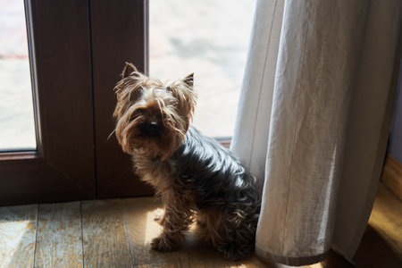 Cute adult Yorkshire terrier sitting on the floorの写真素材